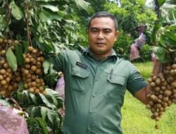 Serda TNI Mugiyanto Sukses Mengembangkan Kelengkeng Kateki di Lahan Berpasir Borobudur