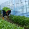 Lapas Kotabaru Tunjukkan Keberhasilan dalam Meningkatkan Ketahanan Pangan Nasional